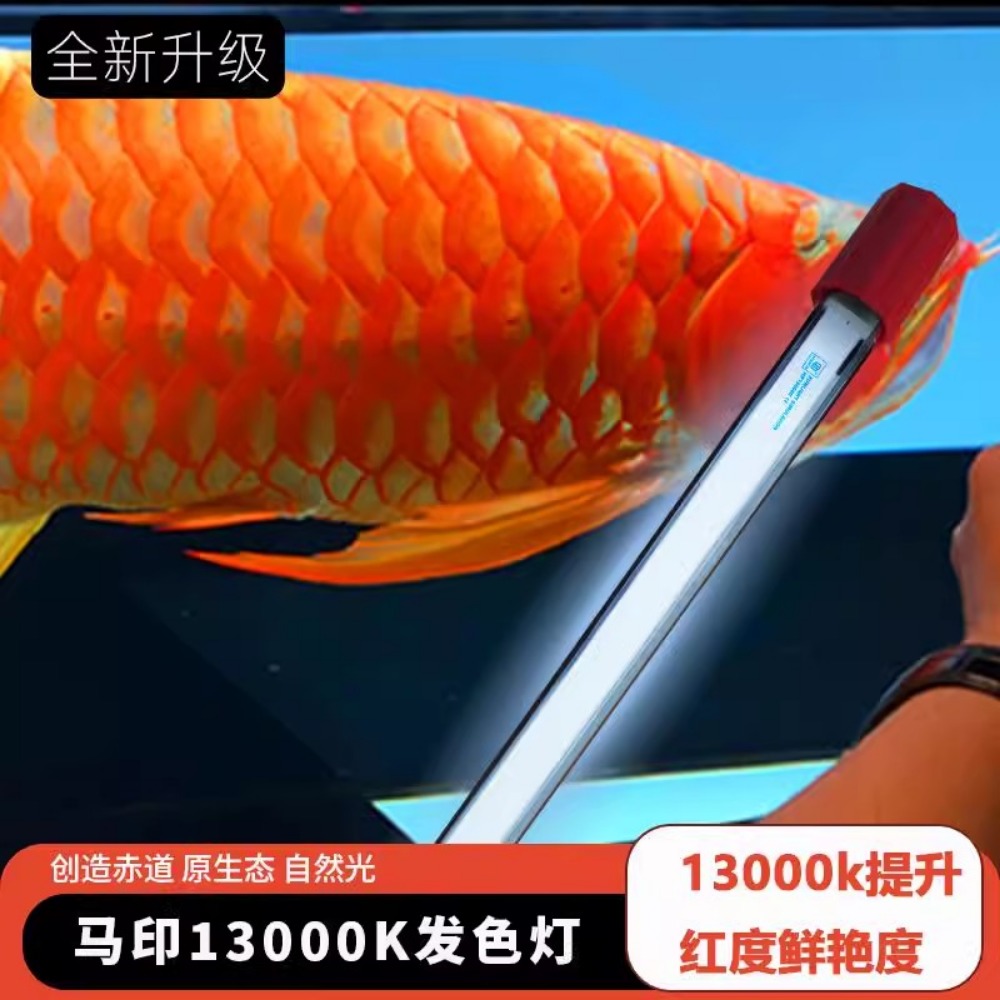Arowana Hair Color Light Speci – Aquarium Fish Colorful Bewertung und Preis