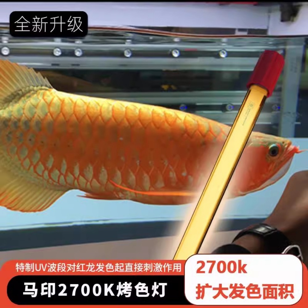 Arowana Hair Color Light Speci – Aquarium Fish Colorful Bewertung und Preis