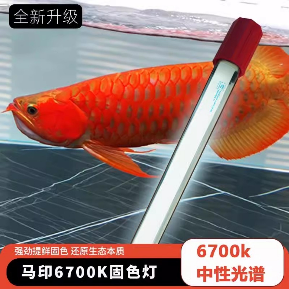 Arowana Hair Color Light Speci – Aquarium Fish Colorful Bewertung und Preis