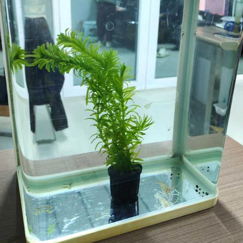 4Pcs Pet Fish Tank Landscaping – Aquarium Fish Usa Bewertung und Preis
