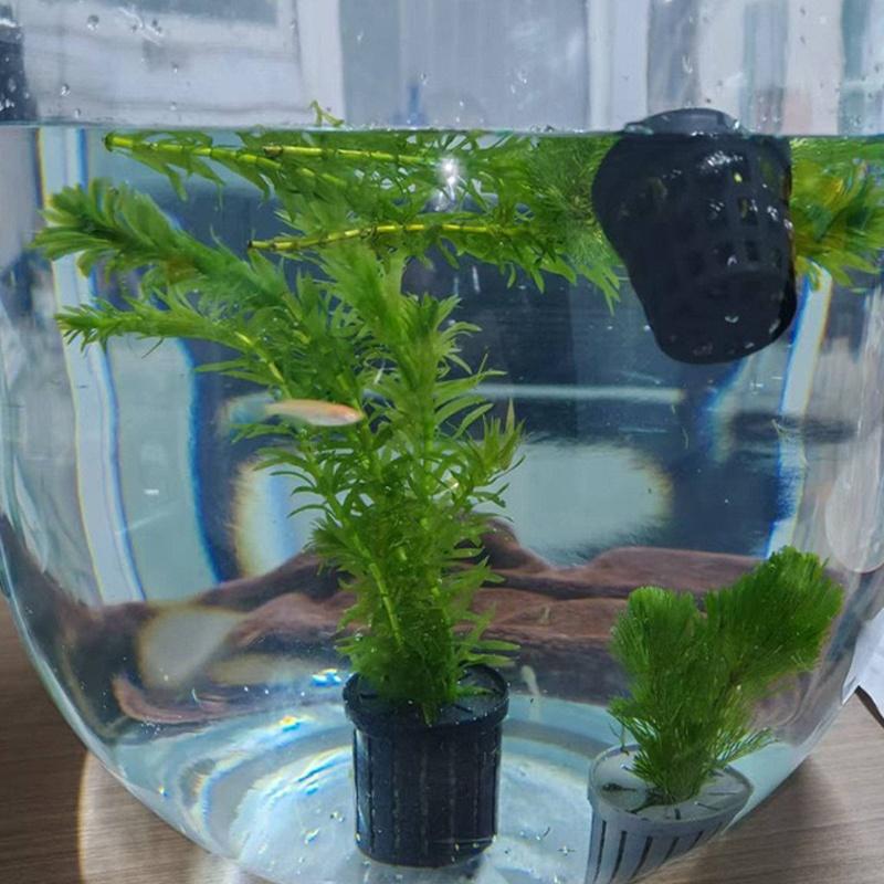 4Pcs Pet Fish Tank Landscaping – Aquarium Fish Usa Bewertung und Preis
