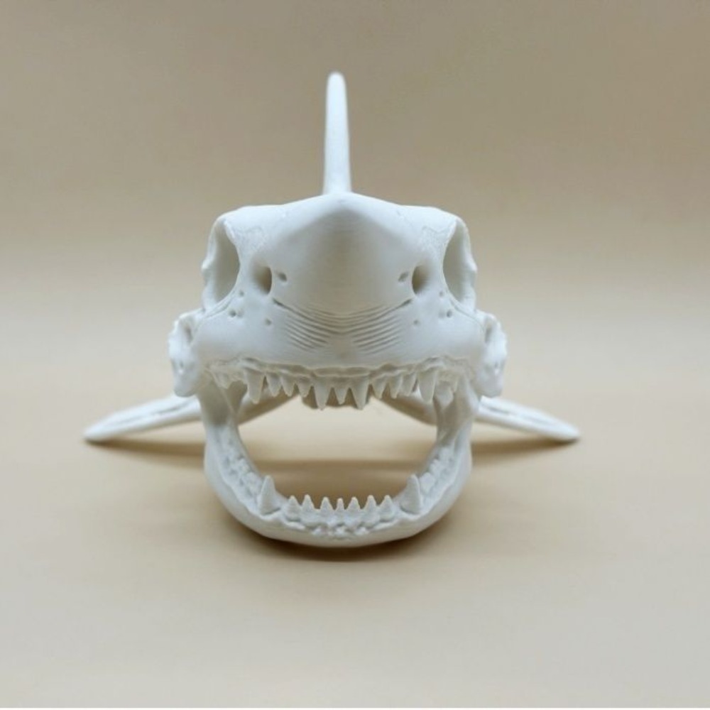 3D Printing Shark Skull Skelet – Aquarium Fish Shark Bewertung und Preis