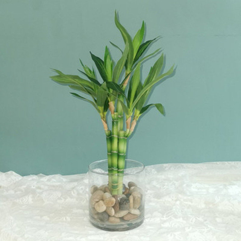 New 40cm rFtificial Lucky Bamb – Aquarium Fish To Buy Bewertung und Preis