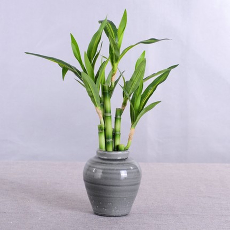 New 40cm rFtificial Lucky Bamb – Aquarium Fish To Buy Bewertung und Preis