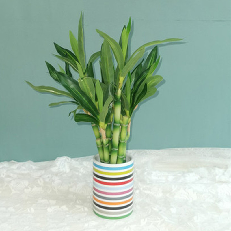 New 40cm rFtificial Lucky Bamb – Aquarium Fish To Buy Bewertung und Preis