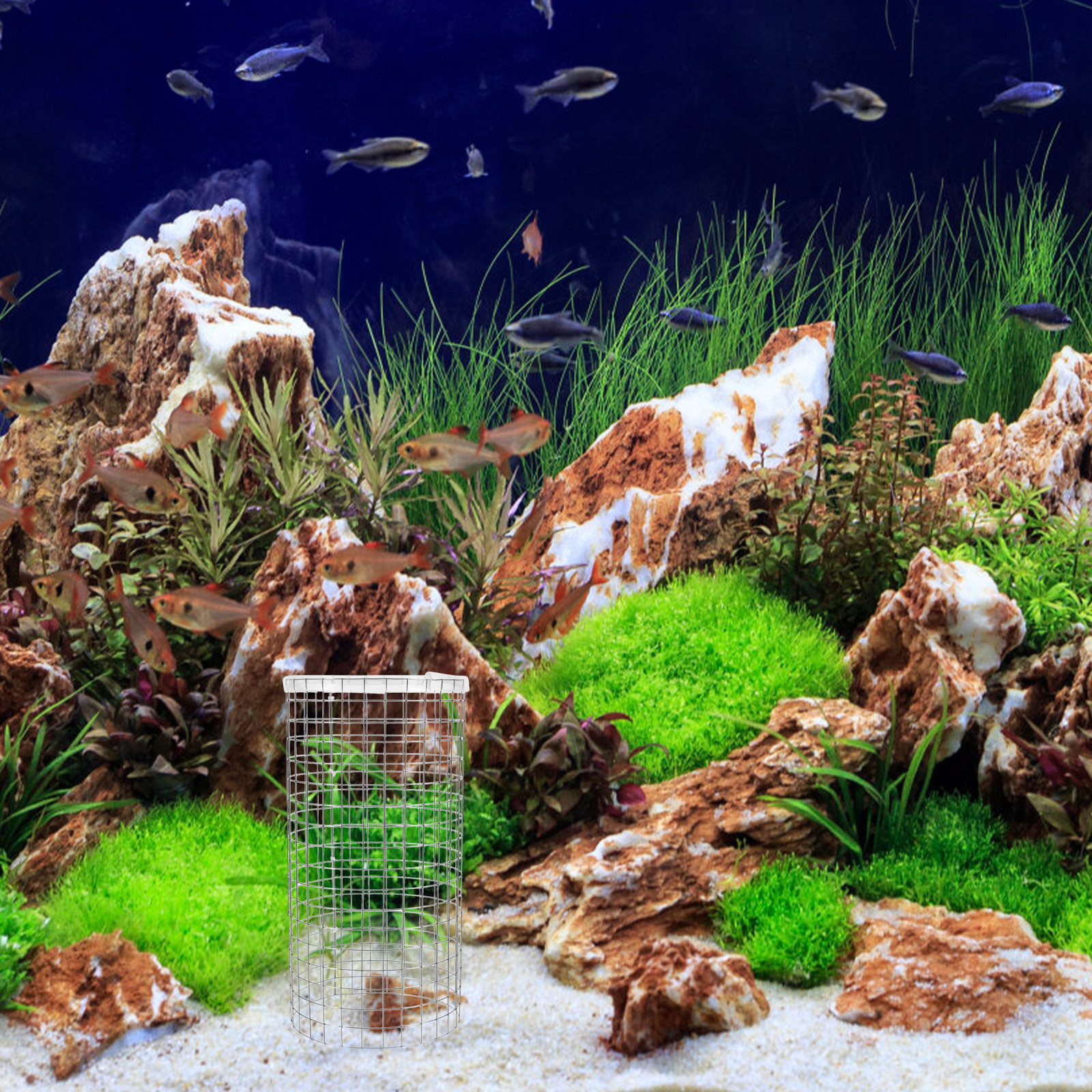 Angelfish Spawning Cone Grid I – Aquarium Fish Discus Bewertung und Preis