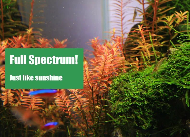 Chihiros C Series ADA Style Pl – Aquarium Fish Background Bewertung und Preis