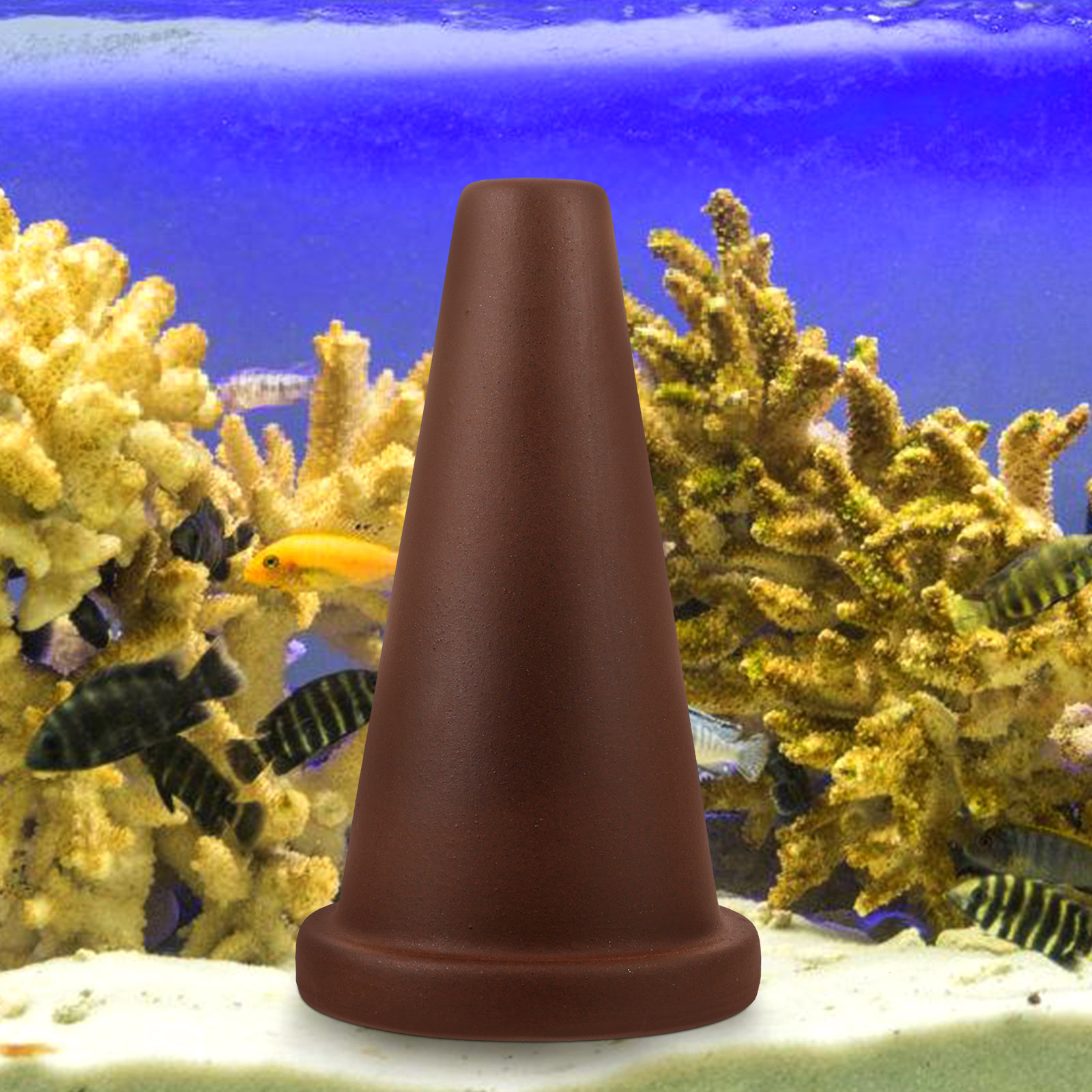 Aquarium Breeding Cone Fish Sp – Aquarium Fish Discus Bewertung und Preis
