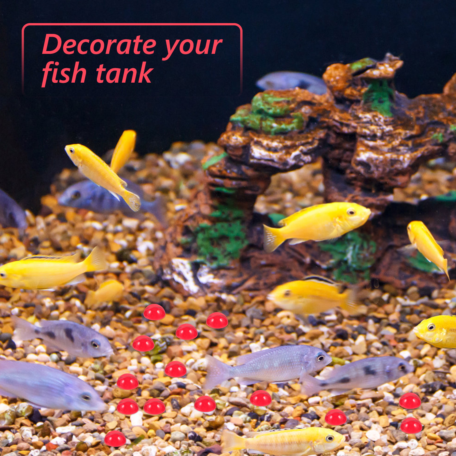 50Pcs Red Flat Bottom Glass Be – Aquarium Fish Usa Bewertung und Preis