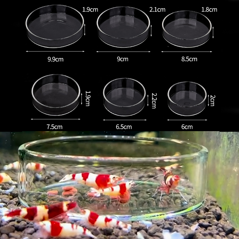 Shrimp Feeding Dish High Trans – Aquarium Fish Food Bewertung und Preis