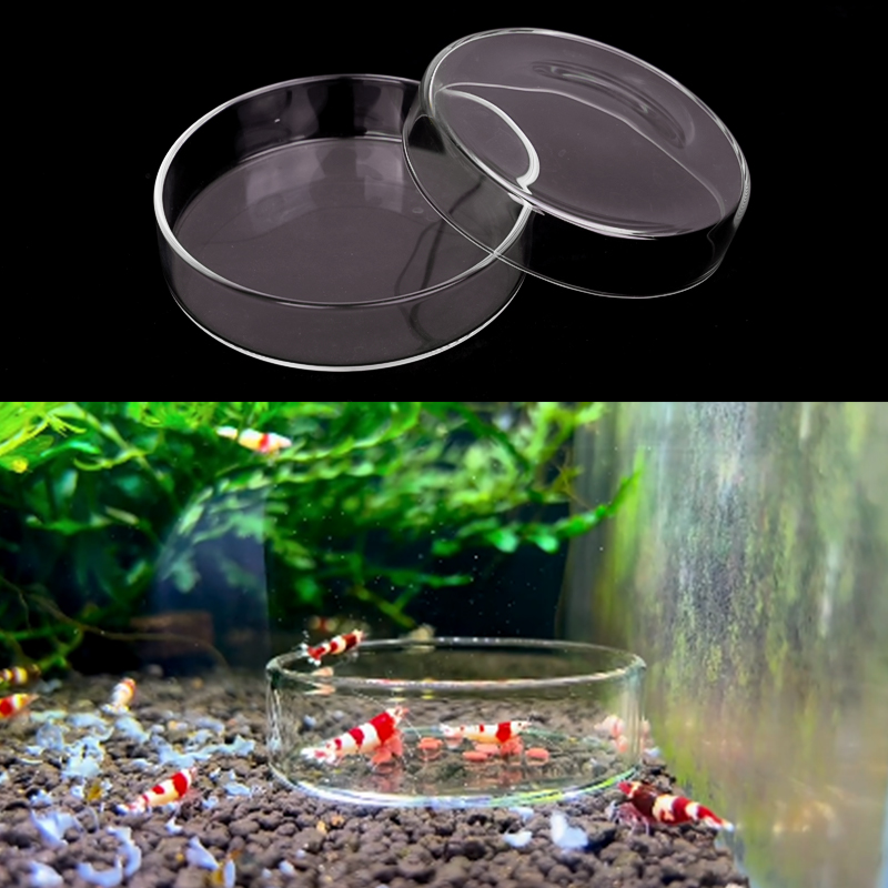 Shrimp Feeding Dish High Trans – Aquarium Fish Food Bewertung und Preis