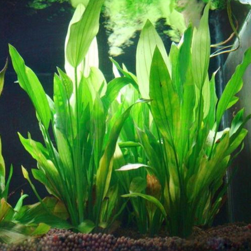 15CM/10CM Underwater Artificia – Aquarium Fish Enrichment Bewertung und Preis