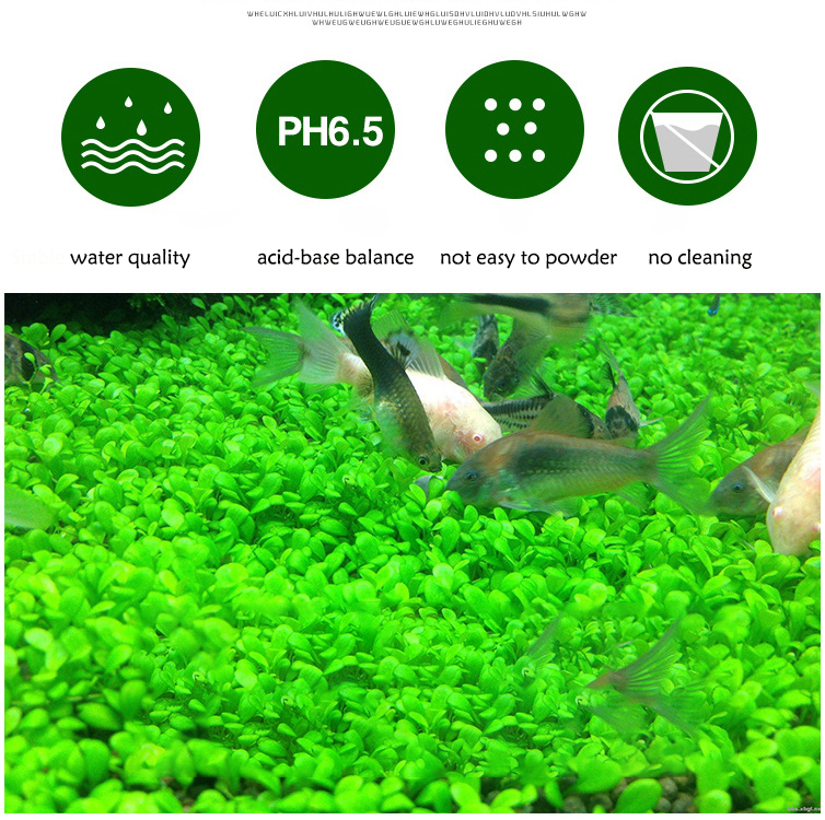 Aquarium Plant Seeds Soil Fish – Aquarium Fish To Buy Bewertung und Preis