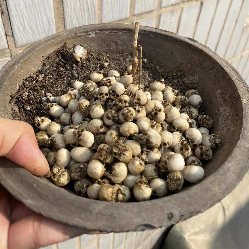 Mini Skull High Quality Miniat – Aquarium Fish To Buy Bewertung und Preis