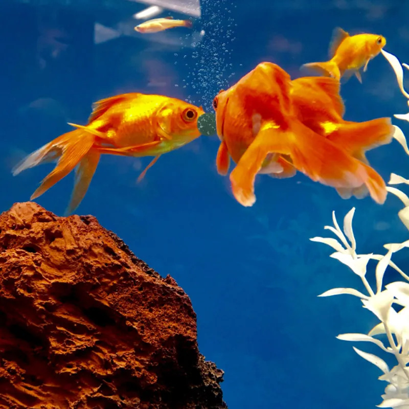 100-1500Pcs High-Purity Spirul – Aquarium Fish Food Bewertung und Preis